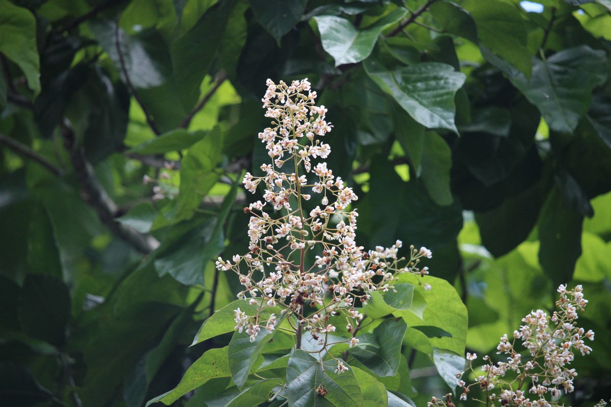 Berrya cordifolia (Willd.) Burret